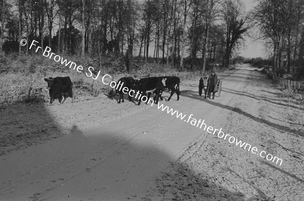 ICE AND SNOW SCENES CATTLE